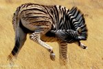 Etosha zebra