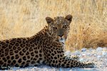 Etosha leopard