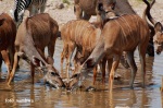 Etosha - kudu