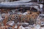 Etosha leopard