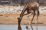 Etosha žirafa