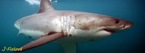 Velký-bílý-žralok
