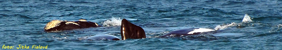 Pravé jižní velryby každoročně od června do začátku prosince obdivuji kolem pobřeží v Gansaai