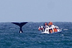 Pozorovat velryby z bezprostřední blízkosti jezdí nadšenci z celého světa
